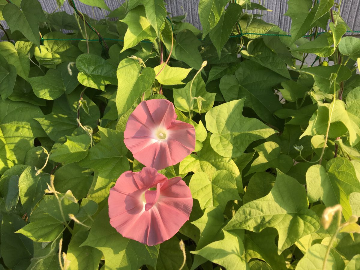 朝顔がやっと開花しました