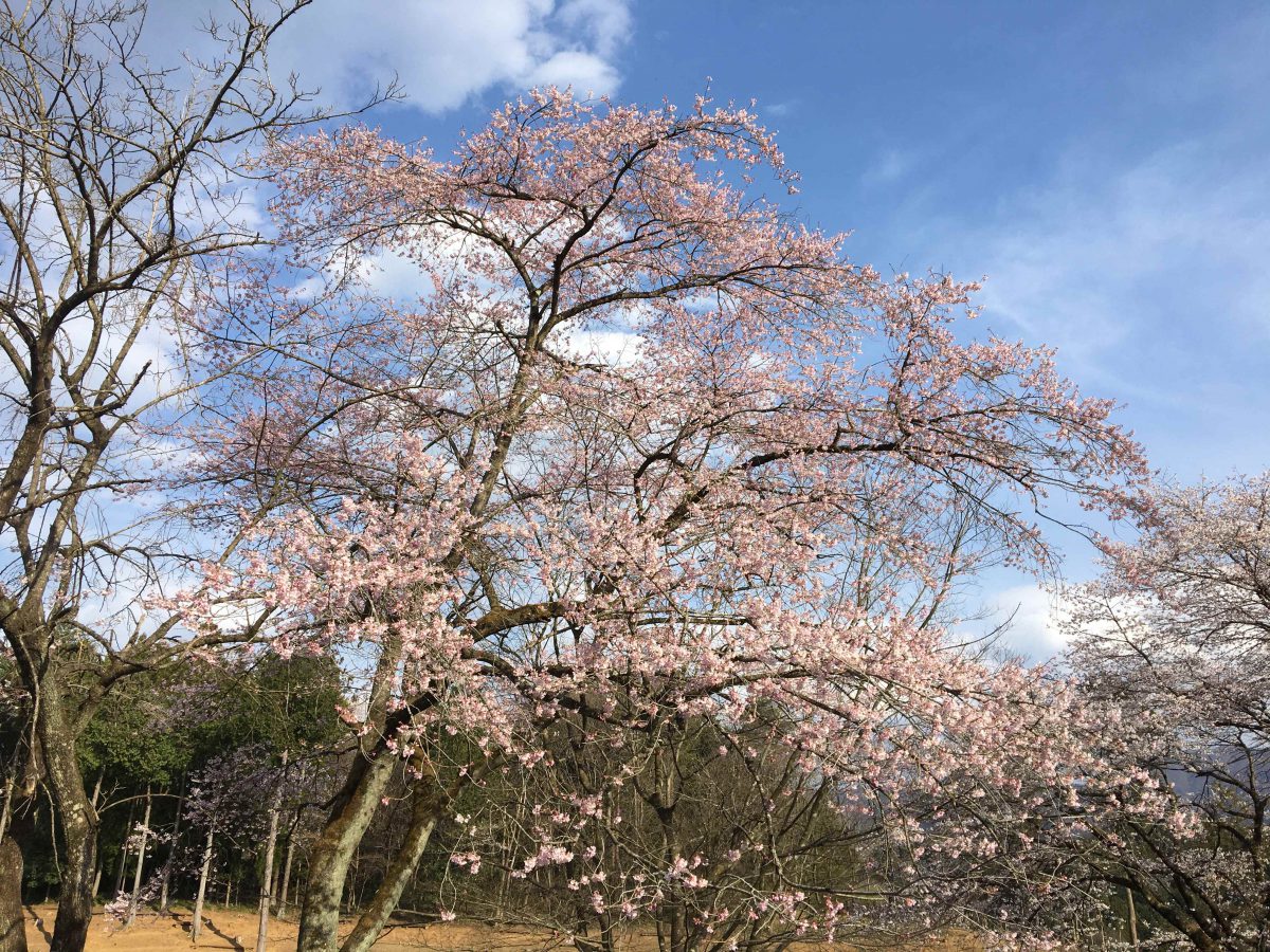 令和２年度スタートです！！