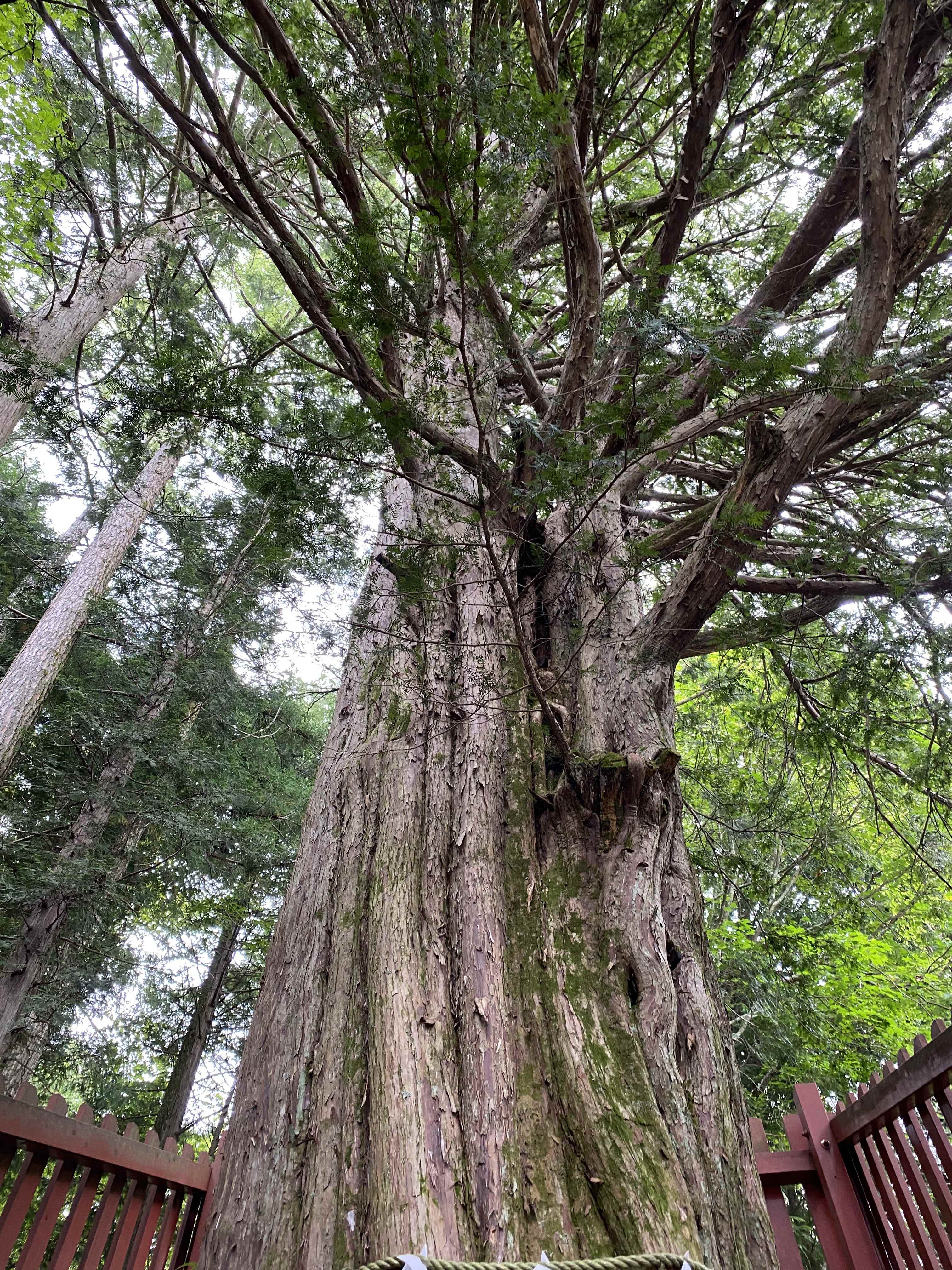 木の家　日光