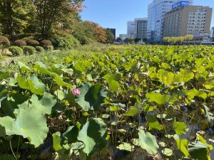 木の家　日光