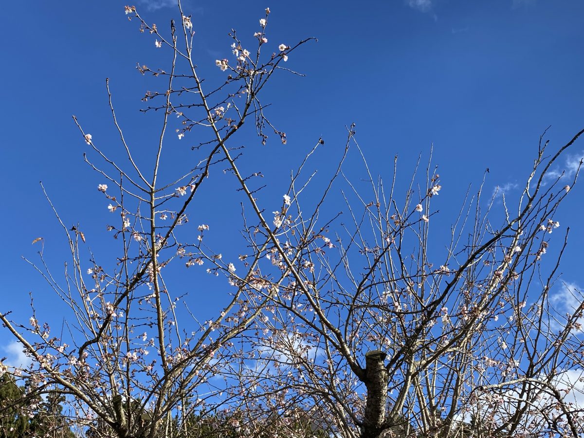 桜が咲いてました！