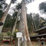 日光　木の家