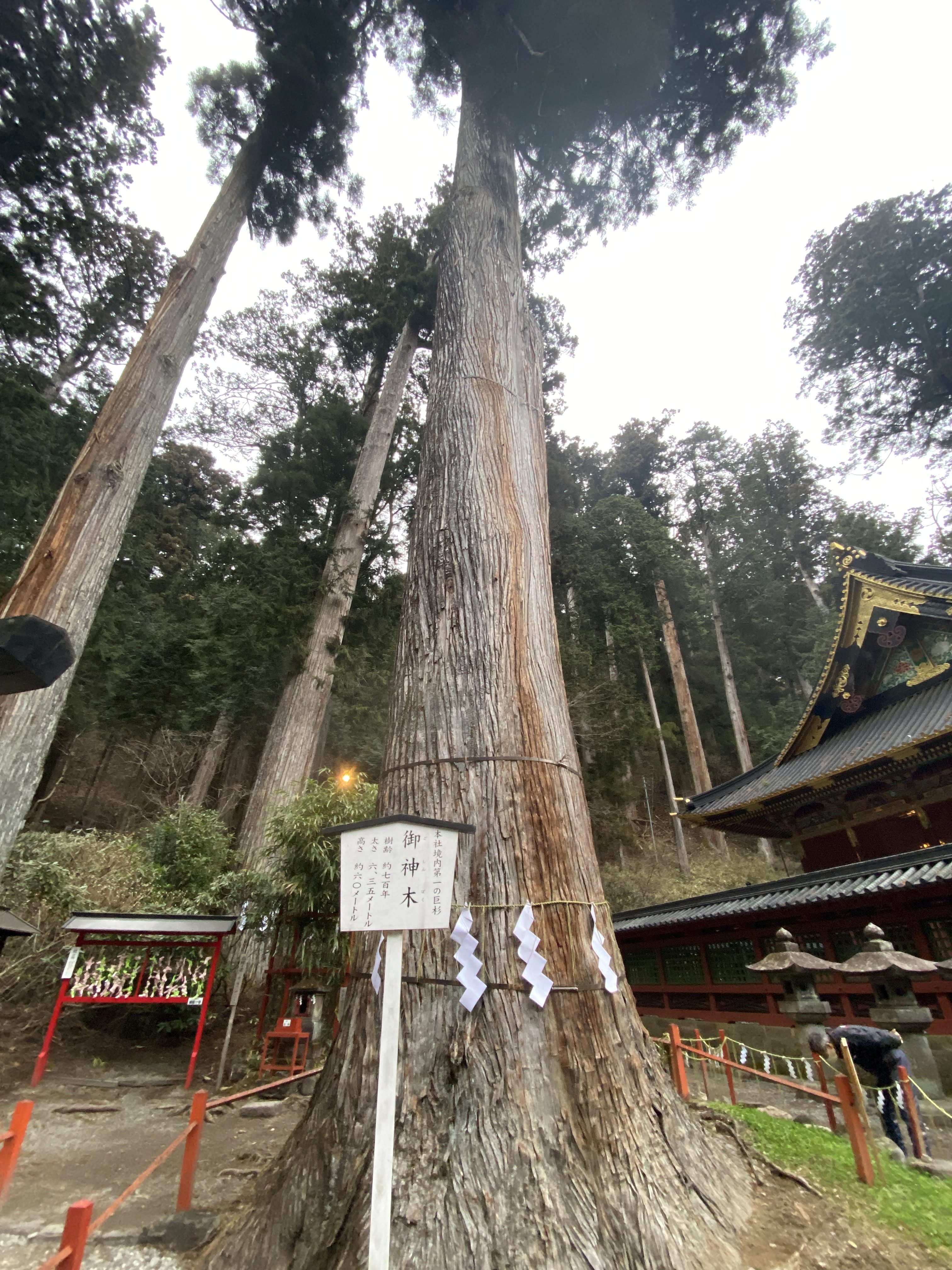 日光　木の家