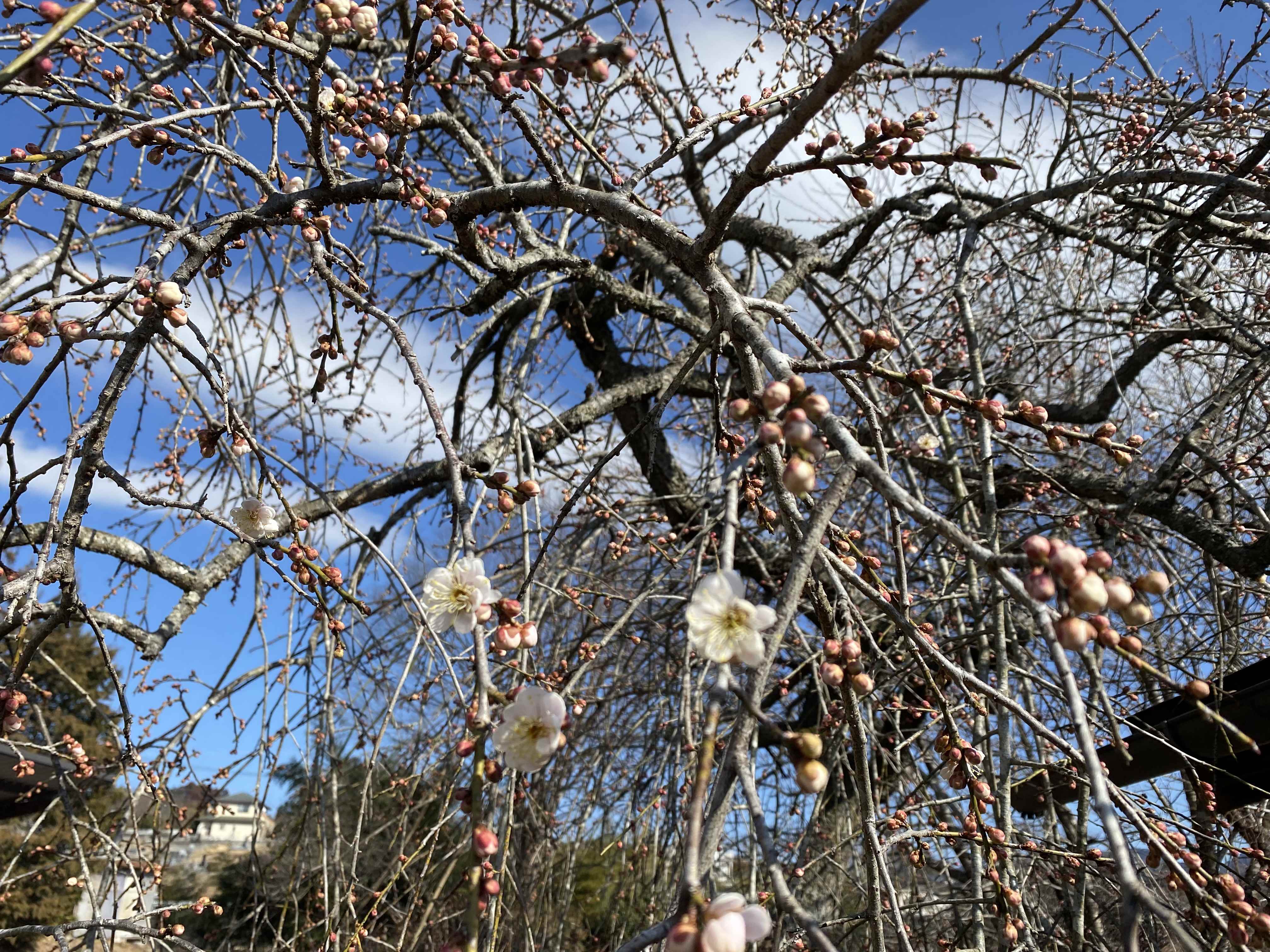 木の家　日光