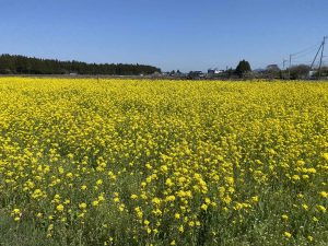 木の家　日光